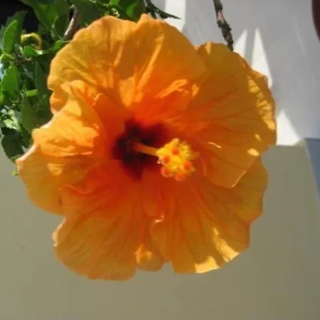 In 2015 Fertiggestelltes Mit Privatem Pool Und Meerblick Mastichari (Kos)